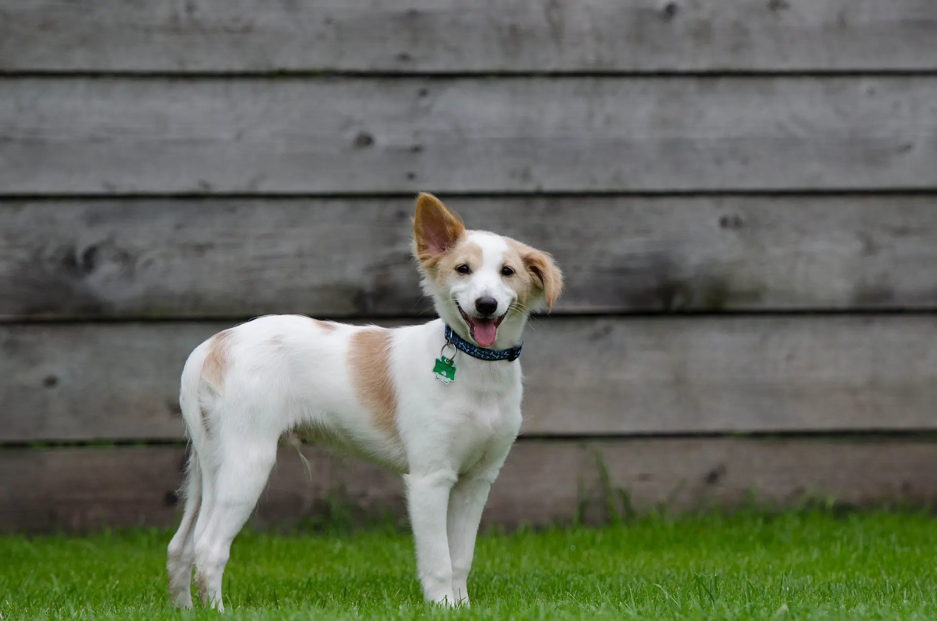 Hundehalsbänder mit Namen